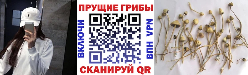 Купить закладки  Каменногорск  Галлюциногенные грибы Cubensis 